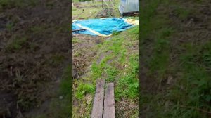Посадка картофеля на сырое поле под сено 1.