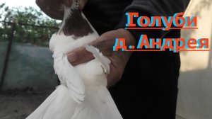 Голуби д.Андрея в Невинномысске!