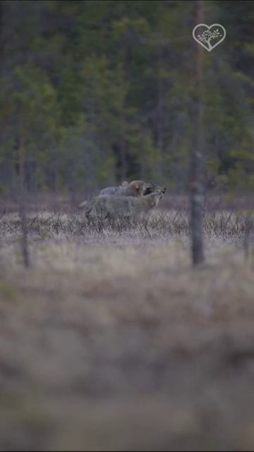 Два молодых волка воссоединяются со своими родителями