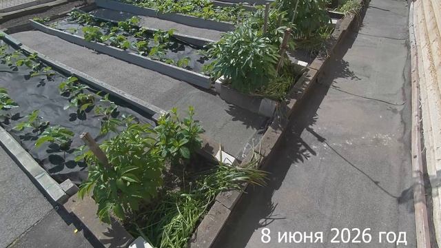 7 соток. Борюсь с травой на огороде. Хроника 8 июня 2026 год