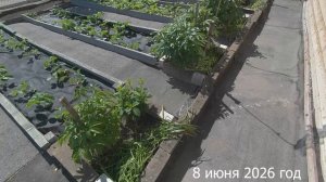 7 соток. Борюсь с травой на огороде. Хроника 8 июня 2026 год