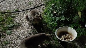 Мамкины кошки ужинают
