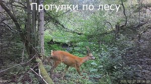 Проверяю фотоловушку Мини700W. Стоит в лесу с 21 марта (73 дня)