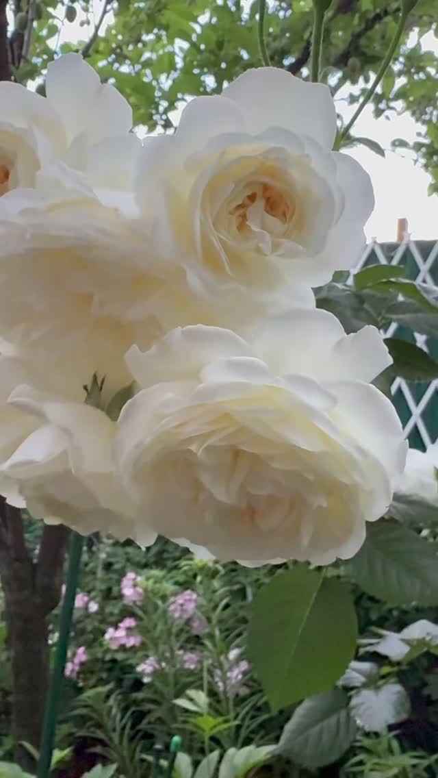 Транквиллити 🕊️8 июня🌿 смотреть онлайн