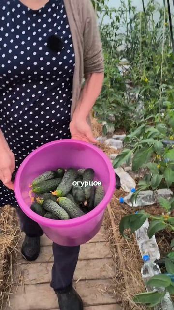Собрала огурцы для закатки