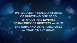 18. Biological Diversity, Butts, and the Tree of Life: Crash Course Biology