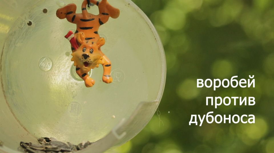 ВОРОБЕЙ против ДУБОНОСА