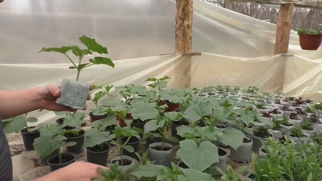 Заглубили огурцы при пересадке, корни мгновенно нарастают по всему стеблю.