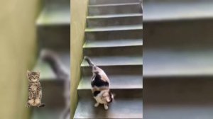 Приколы с котами( кошками).Приятного просмотра.