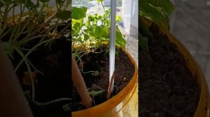 Урожай   на подоконнике — проще, чем кажется! Делюсь СЕКРЕТНЫМ методом!!