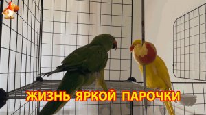 Жёлтый и Зелёный   сериал о жизни двух кольчатых ожереловых попугаев 🦜🦜 (8)