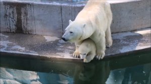 Умка задумался и упал в воду 05.06.2026