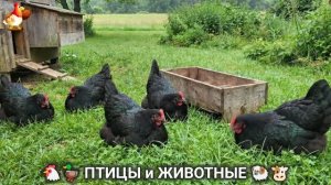 Сельские мотивы 🐏🐓🐇 Видео для души и радости 🌞 (6)