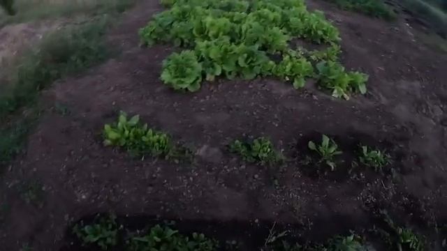 Наталья Губарева. ПОСАДИЛА ОГУРЦЫ 🥒 смотреть онлайн