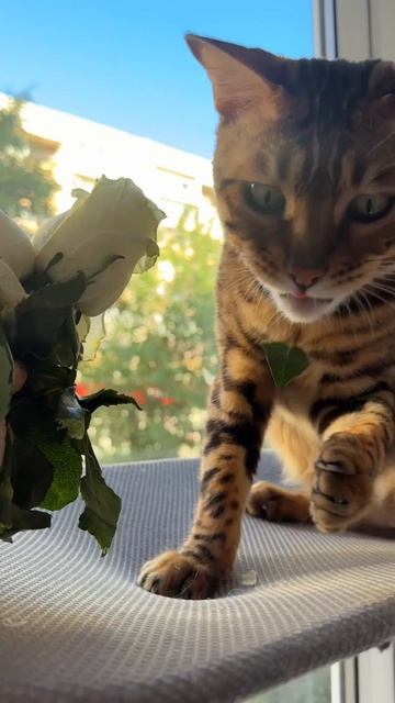 Исполняю желание кота😼