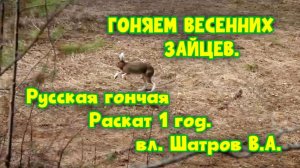 ГОНЯЕМ ВЕСЕННИХ ЗАЙЦЕВ. Русская гончая Раскат 1 год.  вл. Шатров В.А.#охота #топ #hunting