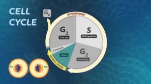 29. Mitosis & the Cell Cycle: How Cells Clone Themselves: Crash Course Biology