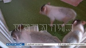 Кафе, в котором используется рабский труд детей, по словам ветеринаров, смертельно опасно для гостей