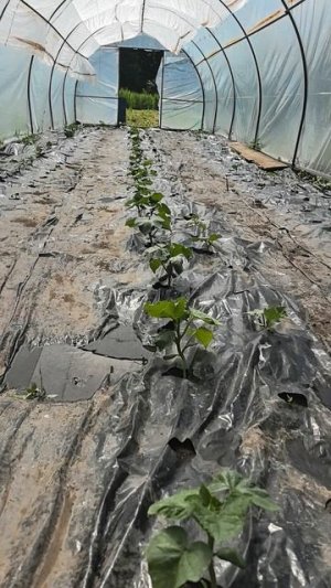 Огурцы подрастают