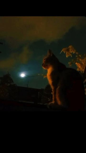 вайбовых трек Miau Miau