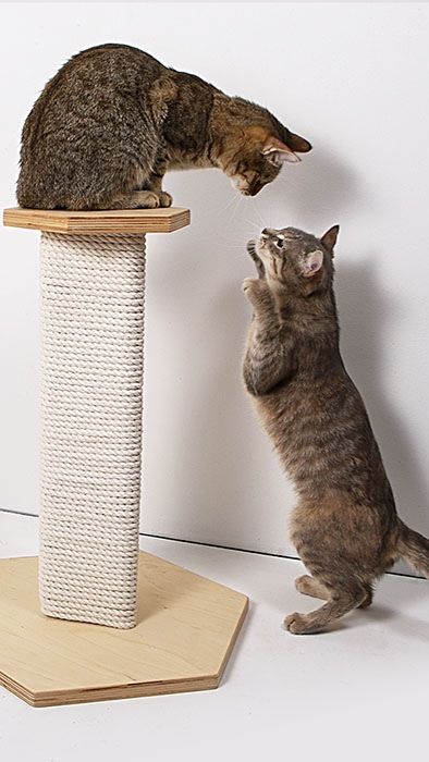 Наши когтеточки прочные и очень надежные с разными формами 🐾