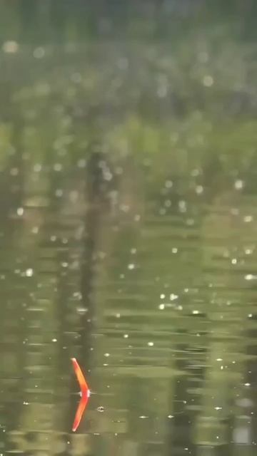 Рыбалка на карася 🎣