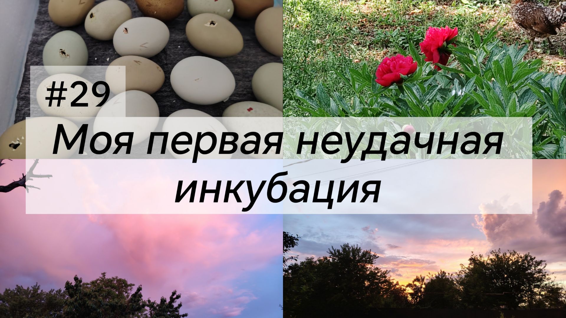 Моя первая инкубация/Купили дом в Краснодарском крае