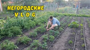 Делаем капельный полив! НУТРИИ едят собачий корм. 6.06.26