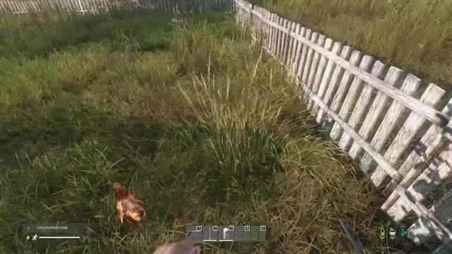 Курито DayZ