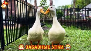 Забавные утки мускусные и пекинские на свободном выгуле со своими друзьями ч.(403) ❣️🤗😂