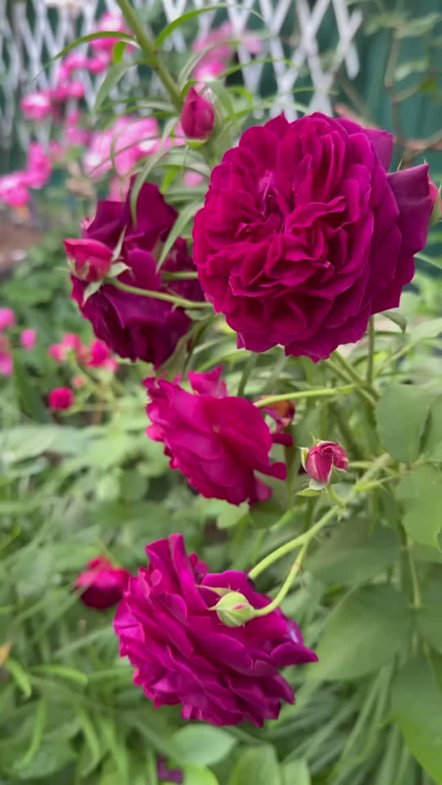 Манстед Вуд🌺8 июня🌿 смотреть онлайн