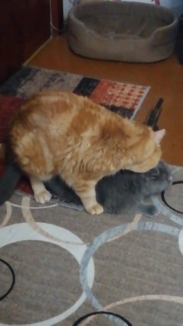sex meow #cat #popular #recommended #shorts