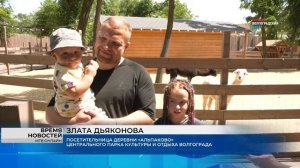 В семействе альпак ЦПКиО Волгограда родилась малышка с персиковой шёрсткой