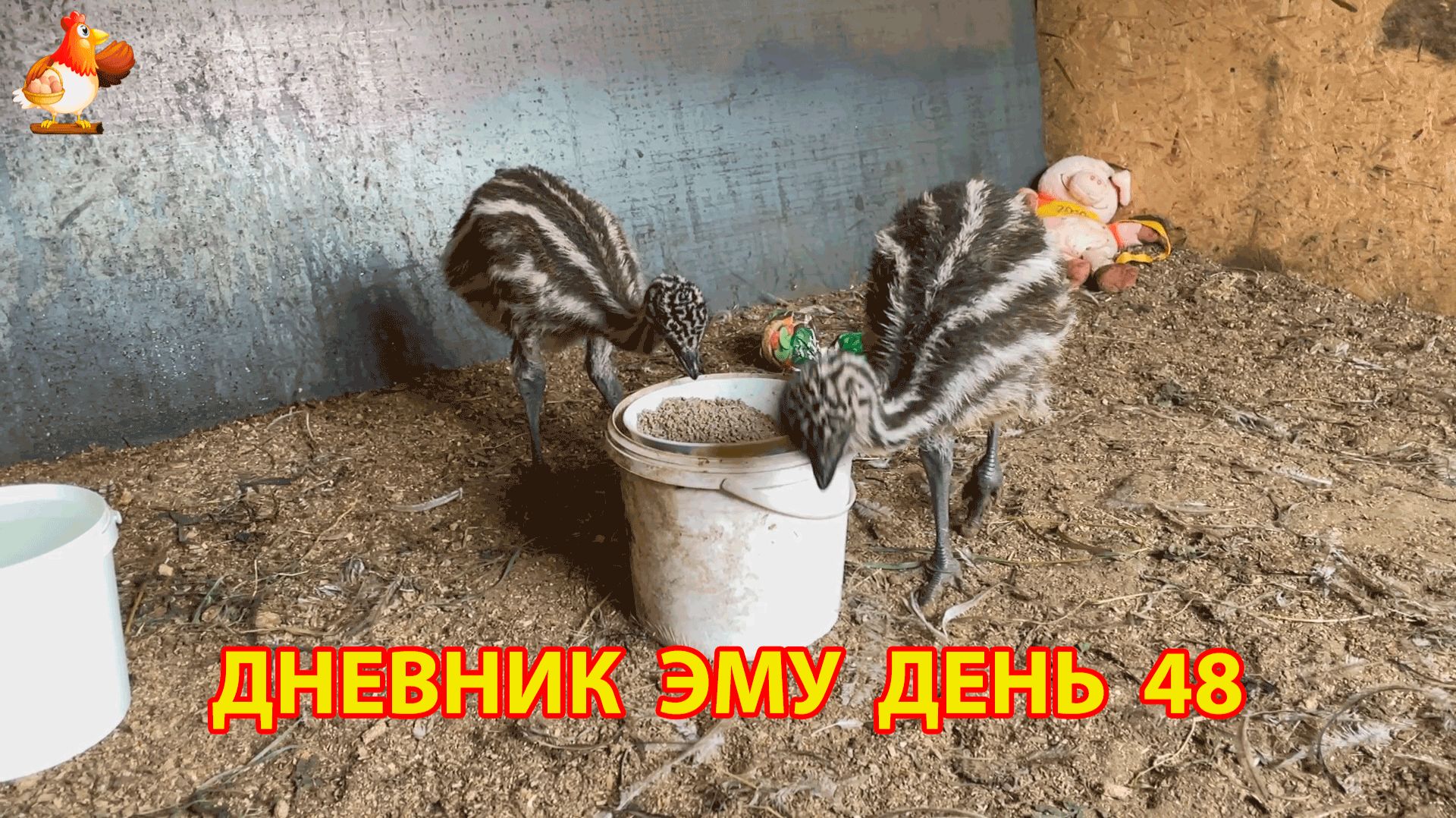 Дневник страусят Эму день 48 смотреть онлайн