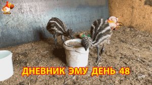 Дневник страусят Эму день 48