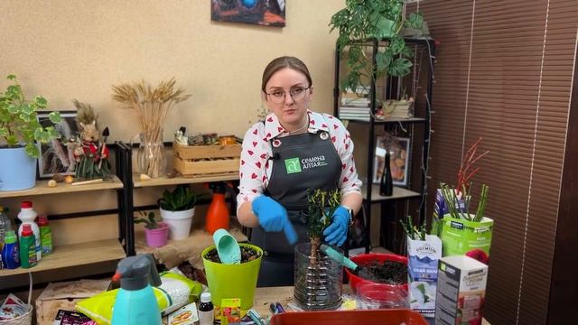 Как сохранить розы, саженцы и луковичные до высадки.