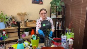 Как сохранить розы, саженцы и луковичные до высадки.