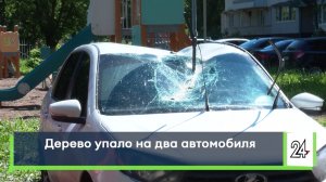 Дерево упало на два автомобиля