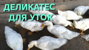 Жизнь в деревне Деликатес на завтрак курицам и уткам