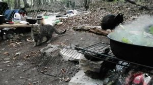 VID_20251005_113434.mp4