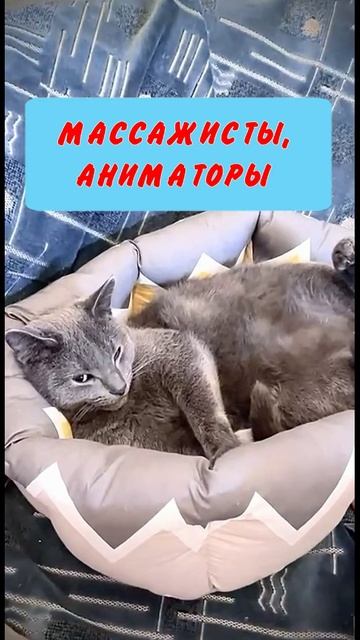 Юмор 5 звезд - #юмор #смешно #ржач #прикол #анекдот #веселоевидео