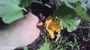 Обзор нашего кабачка с двумя завязавшимися овошами