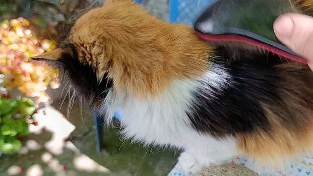Пятница красавица кошечка