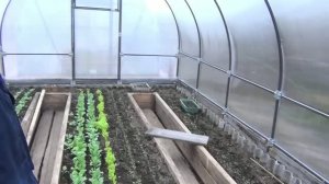 Теплица и Как СФОРМИРОВАНА ПЛОЩАДЬ ТЕПЛИЦЫ     ГАЛЯ АЛИНА ястреб маклаковка лесосибирск Алин