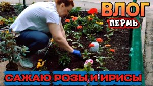 ВЛОГ «Сажаю розы и ирисы!)🌹💞🤗