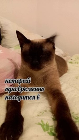 Клеопатра
#факты #история #уход #жизнь # #радость #интересно #рекомендации #популярное #подборка #ко