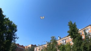 Бабочка BTY 690.30.1 «AURA«_9.06.2026_9:16