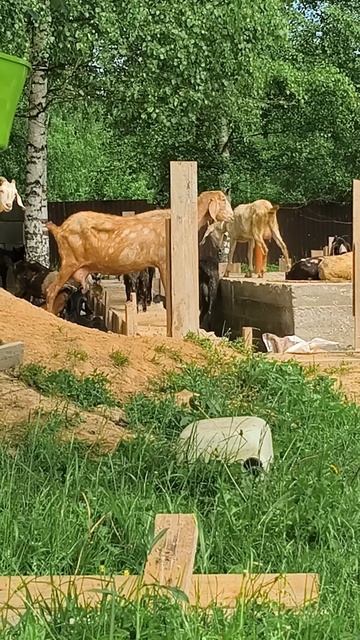 Наш Общий коZий дом.. смотреть онлайн