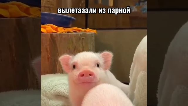 свинки смотреть онлайн