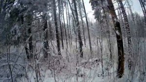 Охота на лося с лайкой. Лось выбежал на меня. Хороший бык